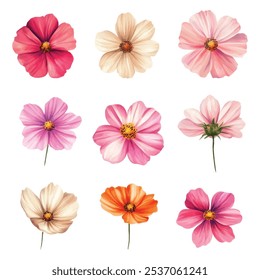 Aquarela Cosmos Flores em várias cores
