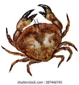 Watercolor crab 