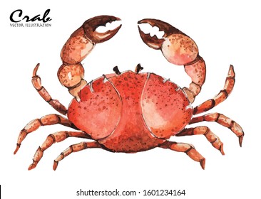 Watercolor Crab. Seafood. Vector Illustration.