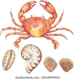 watercolor crab shells vector sea