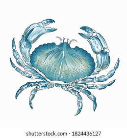 Watercolor Crab  Vector illustration Design.