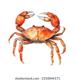 watercolor Crab vector illustration, underwater, sea ocean