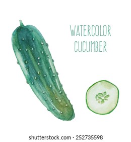 Watercolor cucumber. Isolated vegetable illustration on white background. Artistic hand painted object