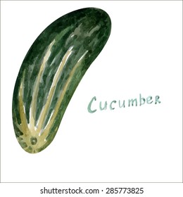 Watercolor cucumber in vector