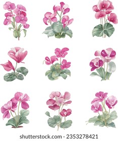 Watercolor cyclamen flowers set isolated on white background. Vector illustration.