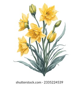 Watercolor Daffodil Jetfire Vector: This stunning vector illustration showcases the vibrant beauty of the Daffodil Jetfire flower in a watercolor style. svg