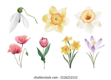 Watercolor daffodil and spring flowers