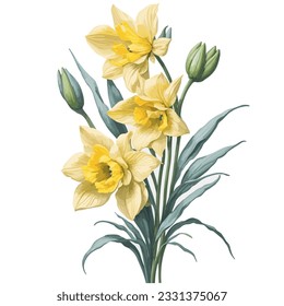 Watercolor Daffodil: This poetic vector artwork beautifully captures the essence of daffodils. With its delicate brushstrokes and dreamy colors, it brings forth a sense of enchantment and serenity.