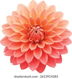 Watercolor Dahlia Flower in Gradient Peach and Coral