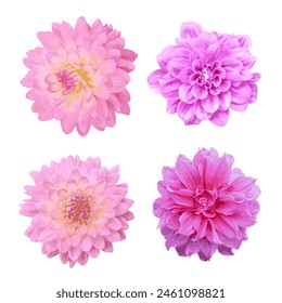 Watercolor Dahlia flower isolated on transparent background. vector illustration.