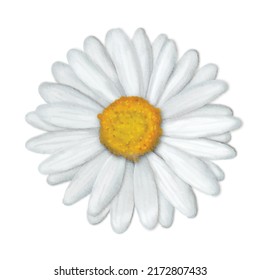 Watercolor daisy flower drawing on paper