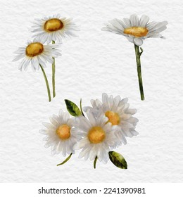 watercolor daisy flower element clip art