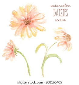 Watercolor Daisy Vector Flowers
