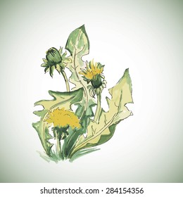 watercolor dandelions