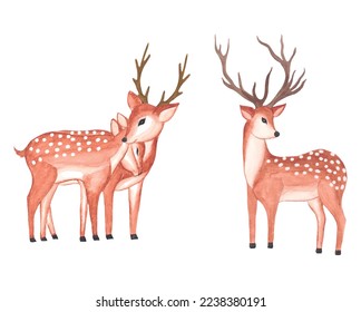 Watercolor Deer Clipart, Valentine couple deer illustration with watercolor floral frame