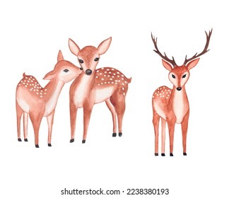 Watercolor Deer Clipart, Valentine couple deer illustration with watercolor floral frame