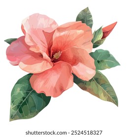 Watercolor of Desert Rose, isolated on a white background, Desert Rose vector