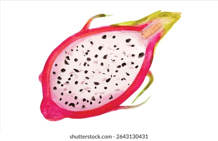Aquarela dragão fruto ilustração vetor botânica. Pintura tropical exótica pitahaya desenhada à mão. Meio Pitahaya comida doce