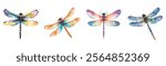 Watercolor dragonfly set png. Realistic watercolor dragonfly on transparent background. Watercolor insects. Nature and botany concept. Vector illustration.