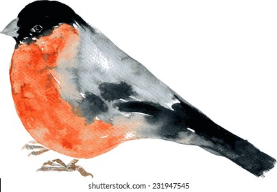 watercolor drawing bird, robin at white background, hand drawn vector illustration