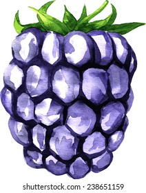 watercolor drawing blackberry, hand drawn vector illustration