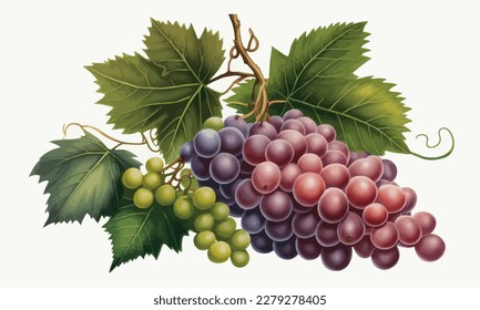 Watercolor drawing of a bunch of red grapes. Flat vector illustration.