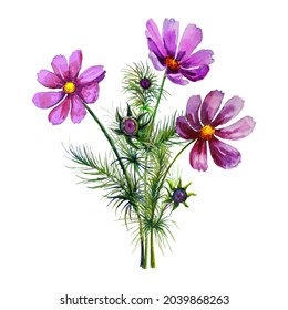 Watercolor drawing by hand. Pink and lilac flowers of cosme. The picture can be used for a postcard, for an invitation, as a poster in the room, as a print for a T-shirt.