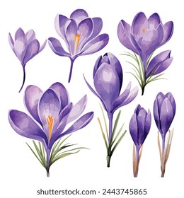 Watercolor drawing clipart of a Purple crocus flowers(saffron flower), isolated on a white background, painting, Illustration Vector, Graphic design.