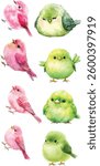 Watercolor drawing of cute green and pink bird , isolated on a white background 