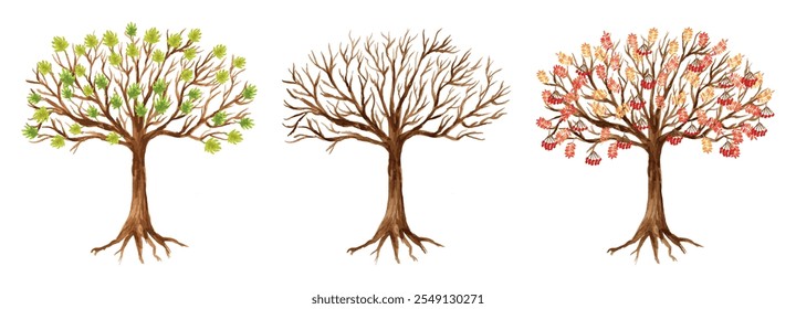 Watercolor drawing of deciduous trees with roots, leaves, berries, vector illustration isolated on white