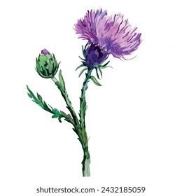 Watercolor drawing, flower, burdock, vector