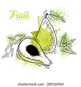 Watercolor drawing fruit. Vector illustration. Fruits. Vector fruits at engraving style. Hand drawn illustrations of fruits. Fruit in sketch style. Vector Avocado