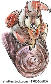 Watercolor drawing of a funny squirrel on a tree translated into vector on a transparent background.