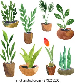 watercolor drawing home plants, hand drawn vector illustration