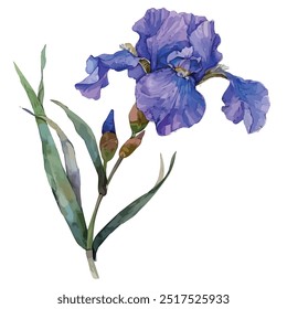 Watercolor drawing of Iris flower, isolated on a white background, Iris vector