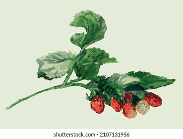 Watercolor drawing of raspberry twig with ripe red berries and green leaves