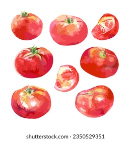 Watercolor drawing of red, ripe tomatoes. Fresh tomato vegetables. Round nightshade fruits. Naturalistic drawing. Delicious tomatoes. Tomatoes cooked for salad. Tomatoes for pizza. Vector set,Tracing