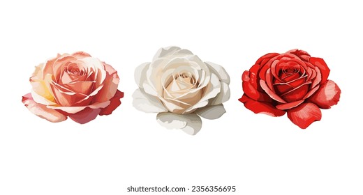Watercolor drawing roses with different color vector illustration. Set collection of three watercolor rose with pink color, white color, and red color. Watercolor roses vector art.