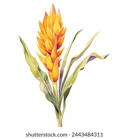 Watercolor Drawing vector of curcuma longa flower with leaves, (Turmeric Vintage Botanical Herbs), isolated on a white background, Illustration clipart and Graphic, Painting, art, design.	