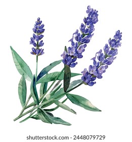 Vector de dibujo de acuarela de una lavanda popular, aislado sobre un fondo blanco, Imagen Clipart, Ilustración, arte de diseño, Vector de lavanda, Logo gráfico, Clipart de dibujo. 