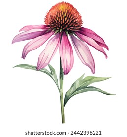 watercolor Drawing vector of a Purple Coneflower (Echinacea purpurea), isolated on a white background, clipart and Illustration, Graphic Painting, art, design.