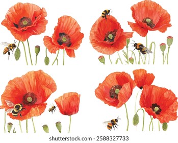 watercolor Drawing Vector of a red poppy flower with bud and Leaves, isolated on a white background, Drawing clipart, vector illustrations Graphic Painting art, design.
