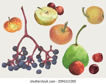 Watercolor drawings of set various ripe fruits,yellow apples,red cherries and plum,blue chokeberry bunch,green pear