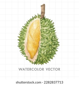 Watercolor durian fruit on a white background. Vector illustration.