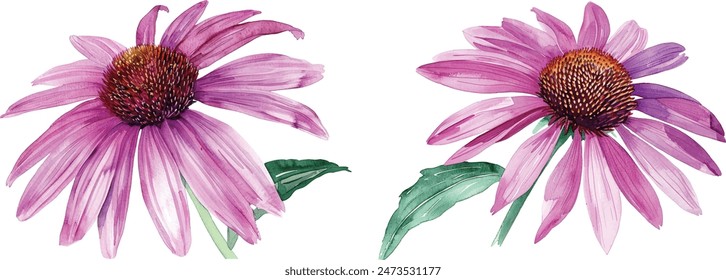 Watercolor echinacea flowers, hand drawn botanical vector illustration isolated on white background.