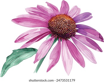 Watercolor echinacea flowers, hand drawn botanical vector illustration isolated on white background.