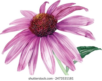 Watercolor echinacea flowers, hand drawn botanical vector illustration isolated on white background.
