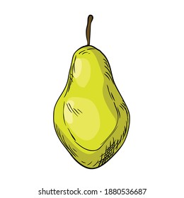 Watercolor eco frut. Line painted pear. Colored line sketch of pear on a white background. Hand drawn fresh food design element in vector