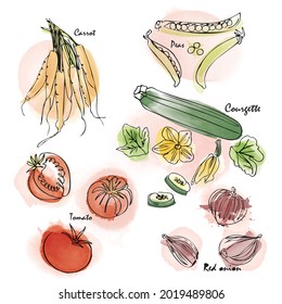 Watercolor effect vegetable vector icon set. Digital painting and hand-drawn monoline elements.