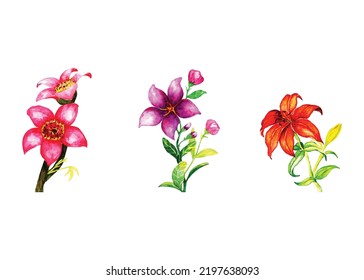 watercolor elegance orchid flowers set 